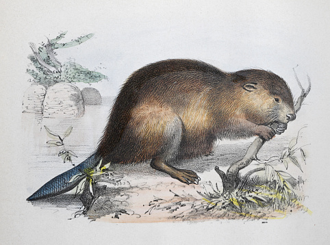 Vintage color illustration - Beaver (Castor fiber)