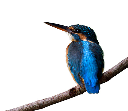 Kingfisher\n\nPlease view my portfolio for other wildlife photos.