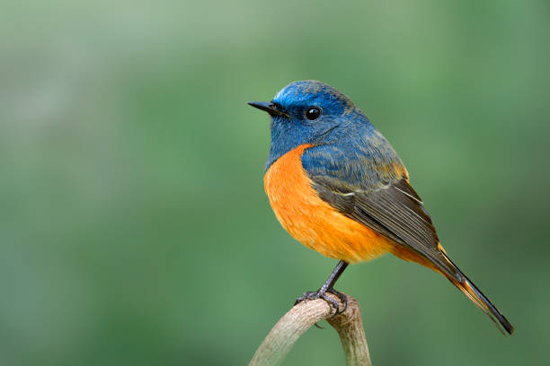 istock blue-fronted redstart, fat blue bird with orange belly lonely perching on branch on clear green blackground 1423295372