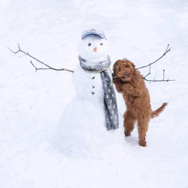 bonhomme de neige et chiot - animal dog winter snow photos et images de collection