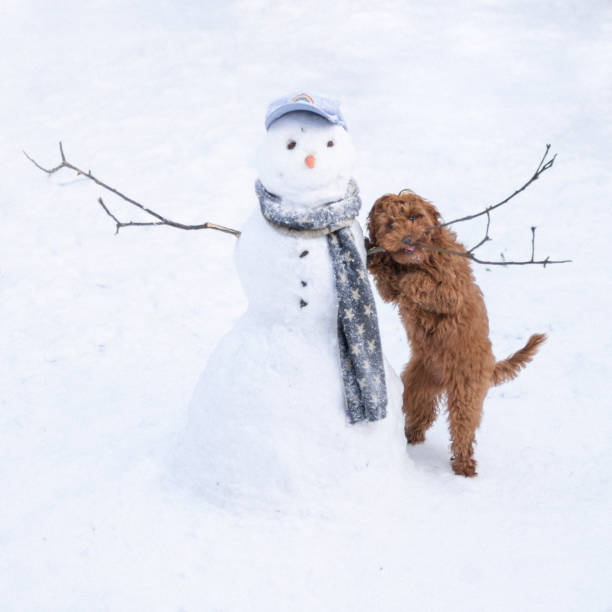 pupazzo di neve e cucciolo - snowman snow winter fun foto e immagini stock