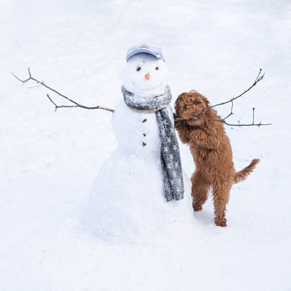 A puppy is chewing on the arm of a snowman