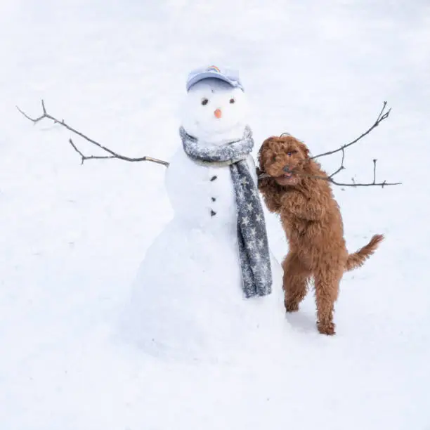 Photo of Snowman and Puppy