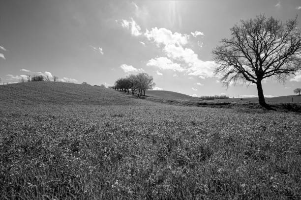 istock Green hills of Tuscany 1423296044