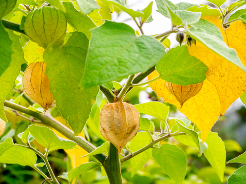 detail of Cape gooseberry or goldenberry fruits (Physalis peruviana) with blurred background - Physalis plant