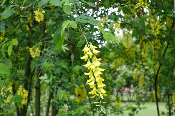 Closed buds and yellow flowers of Laburnum anagyroides in May Closed buds and yellow flowers of Laburnum anagyroides in May bright yellow laburnum flowers in garden golden chain tree image stock pictures, royalty-free photos & images