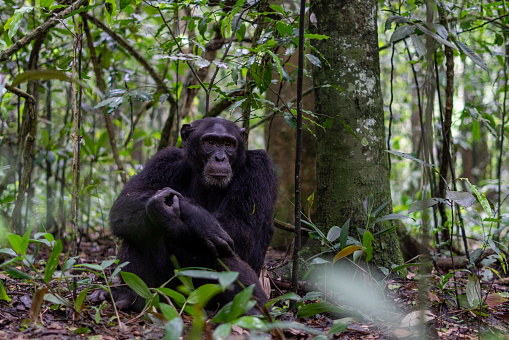 Chimpanzee enjoying themselves in the rainforest of Kibale National Park in Uganda, Africa