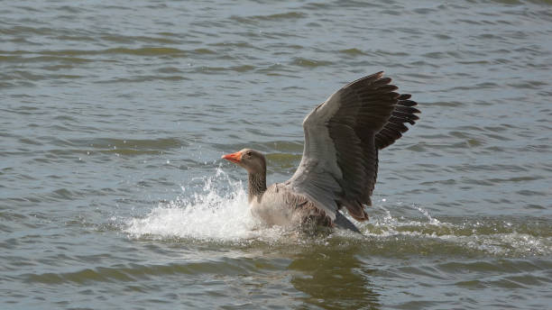 istock A greylag goose splash-landing on a lake. 1423299770
