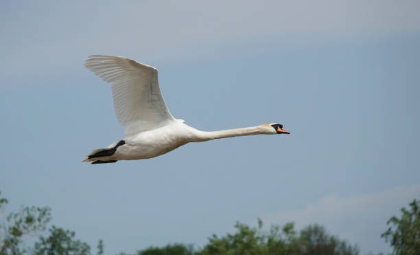 Photo of A delightful low angle shot of a mute swan flying over the treetops against a blue sky.
