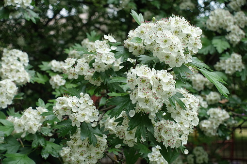 Florescence of common hawthorn tree in May