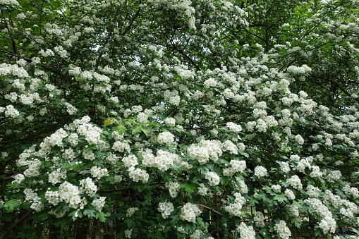 Crown of blossoming common hawthorn tree in May