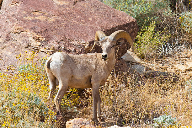 istock Bighorn Sheep in Anza Borrego Desert. 142330106