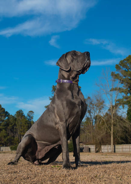 istock Grey Great Dane purebred sitting on a grassy field 1423302607