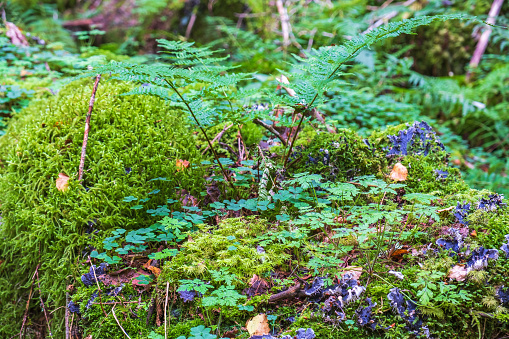 Fern and wood sorrel growing on the forest floor