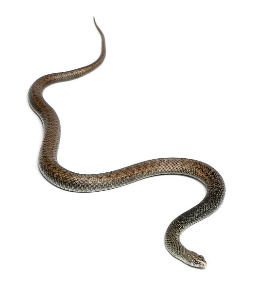 istock Montpellier snake - Malpolon monspessulanus, poisonous 142330732