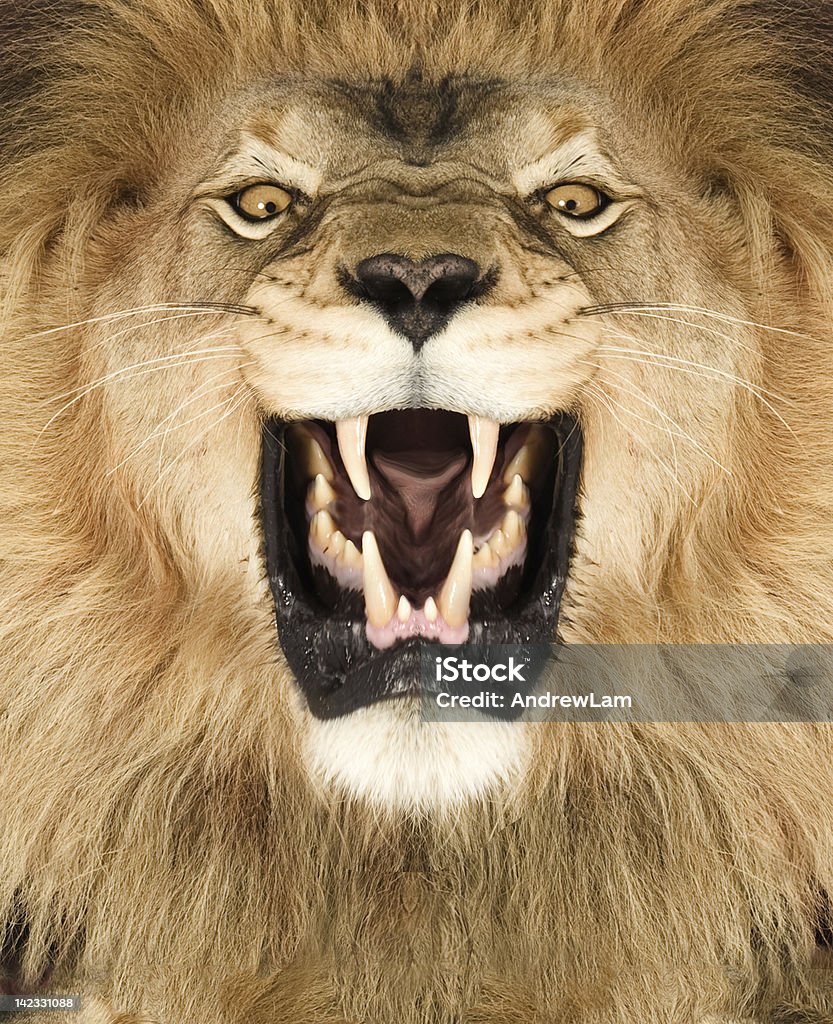 ライオンキング - ライオンのロイヤリティフリーストックフォト
