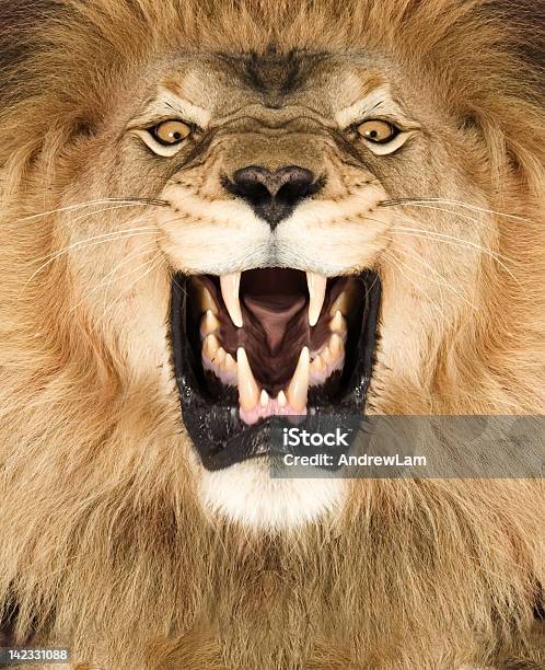 ライオンキング - ライオンのストックフォトや画像を多数ご用意 - ライオン, 咆哮する, 正面から見た図