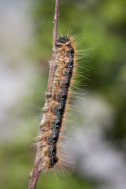 Eastern Tent Caterpillar stock photo