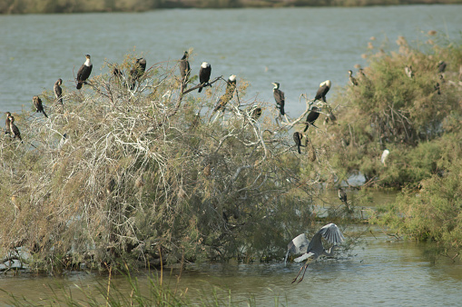 Grey heron Ardea cinerea in flight, great cormorants Phalacrocorax carbo and reed cormorants Microcarbo africanus. Oiseaux du Djoudj National Park. Saint-Louis. Senegal.