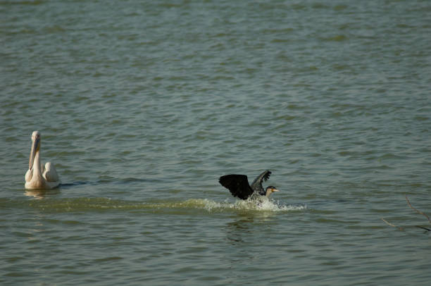 Great cormorant Phalacrocorax carbo landing in a lagoon and great white pelican Pelecanus onocrotalus. Oiseaux du Djoudj National Park. Saint-Louis. Senegal.