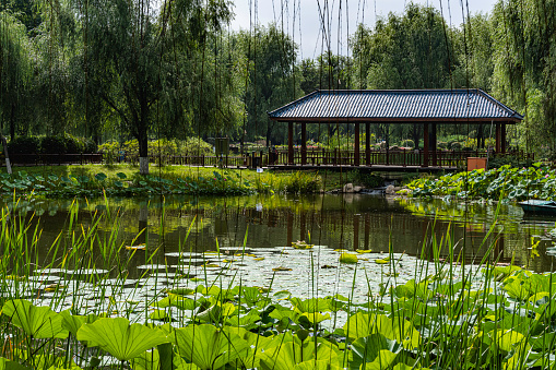 Pond  in Japanese garden