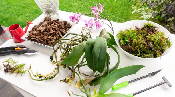 istock Transplanting a phaleonopsis potted orchid on a desktop with garden tools, watering can and pruning shears on a summer day outdoors. Planting an orchid in a glass container close-up. 1423312978