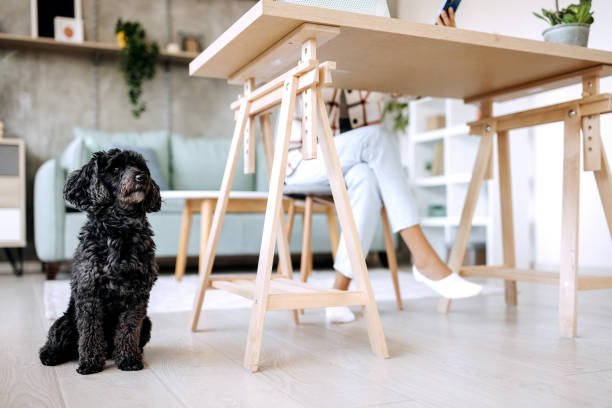 istock Dog in home office 1423313881
