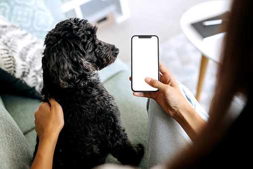 Young unrecognisable woman using phone with white screen with her dog next to her on the sofa