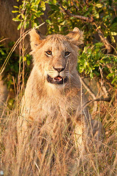 istock Lion cub in the Maasai Mara 142331443