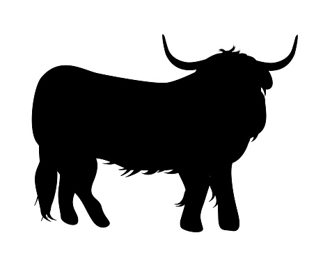 Standing Highland Cattle On a Front View Silhouette Found In Scottish Highlands. Design element for logo, poster, card, banner, emblem, t shirt. Vector illustration.