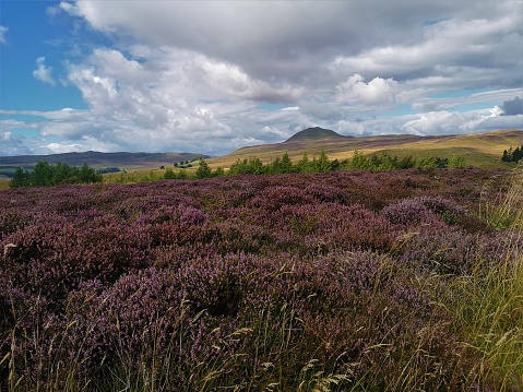 Heather in bloom in the hills of Scotland's Highlands.