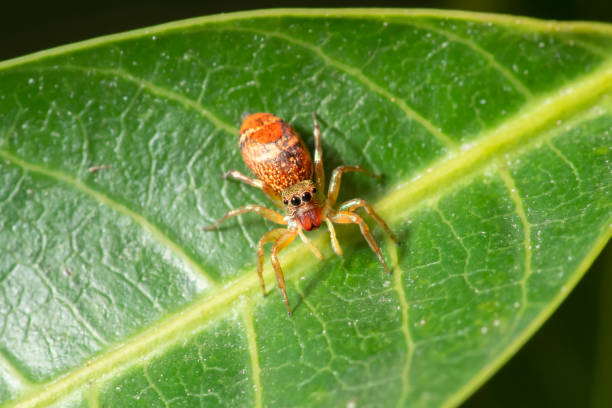 istock Jump spider in the green garden 1423318886
