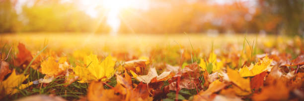 bela vista de perto do prado com folhas coloridas sobre ele no parque de outono pela manhã. - autumn leaf nature november - fotografias e filmes do acervo
