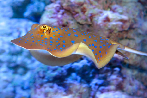 The bluespotted ribbontail ray Taeniura lymma is a species of stingray in the family Dasyatidae