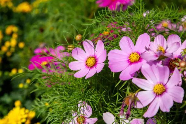 Photo of blooming cosmos