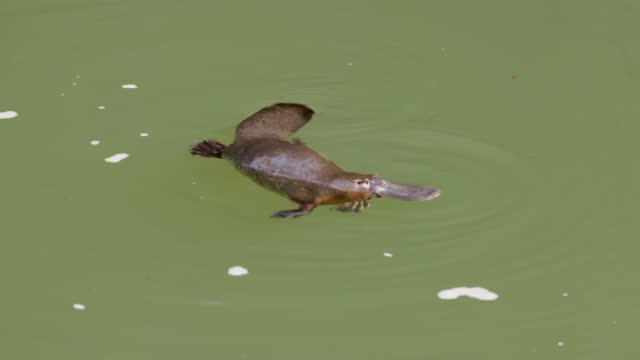platypus chews a food item and then dives in a pool at eungella
