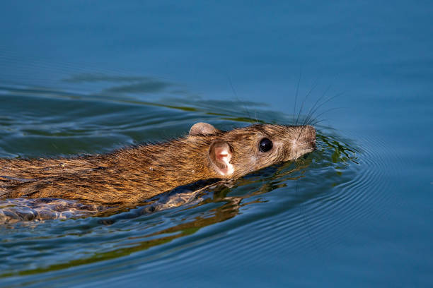 istock Close- up of a rat 1423324963