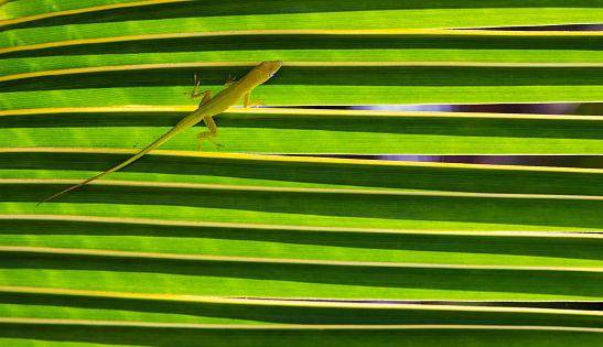 Small green lizard Anolis Carolinensis is sitting on a palm tree leaf, close up photo