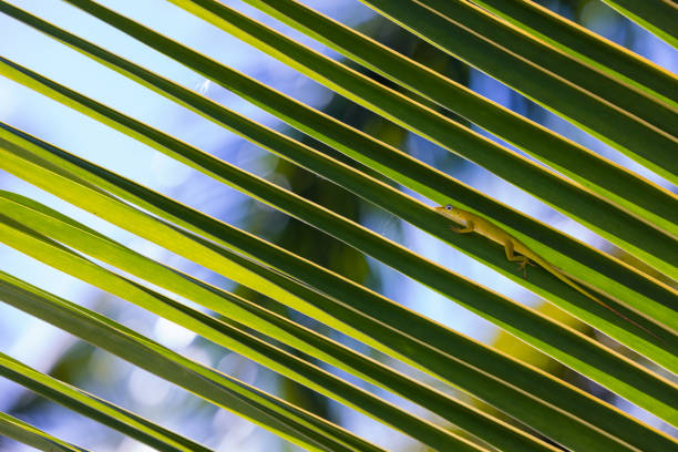 istock Anolis Carolinensis. Green lizard sits on a palm tree leaf, close up 1423325920