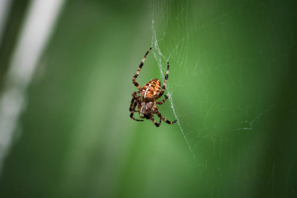 istock European garden spider is on a web 1423325928