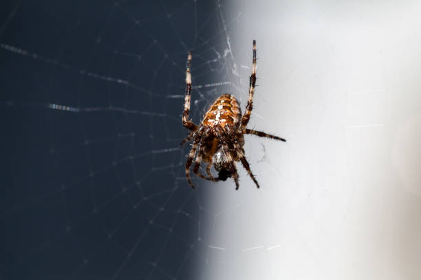 istock European garden spider sitting on a web. Macro photo 1423325929