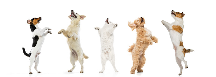 Group of different purebred dogs standing, jumping, looking up isolated over white studio background. Composite image. Flyer for ad