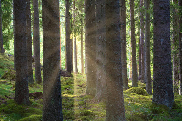 istock Sunlight falling through a forest of pine trees. Trees and moss on the forest floor 1423326434