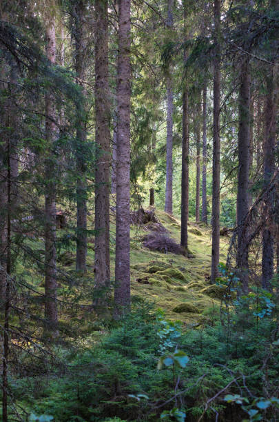 istock Sunlight falling through a forest of pine trees. Romantic, mythical nature mood 1423326729