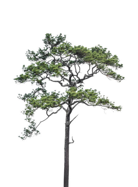 istock Pine tree isolated on white background included clipping path. 1423326790