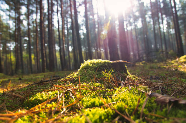 istock Sunlight falling through a forest of pine trees. Trees and moss on the forest floor 1423327817