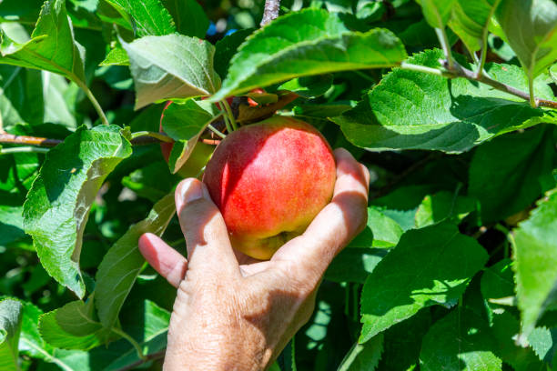 istock picking delicious Elstar and Gala apples at the apple tree 1423328420