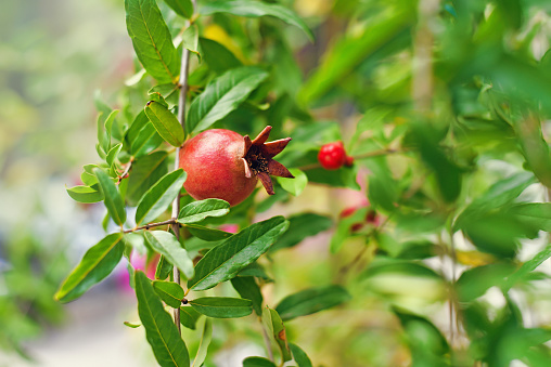 Pomegranate fruit growing on a branch in Vietnam