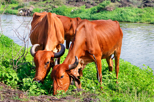 Two Desi Gir Cows of India. Cow is eating grass on a field. or Girolando dairy cows Gyr cattle of Brazil - cows grazing. cow herd walking on country road outdoor in the nature. river at Gir forest.