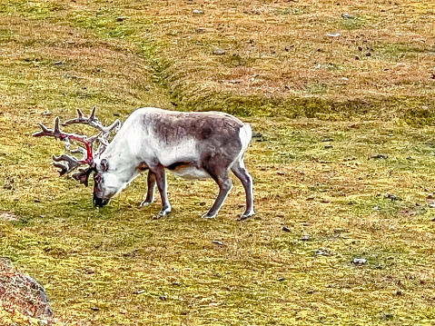 Male reindeer grazing on lichen in Svalbard